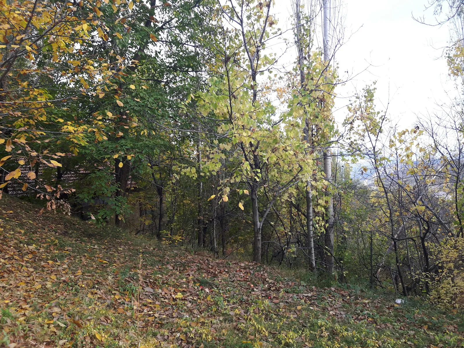 Sait Bulut Parkı