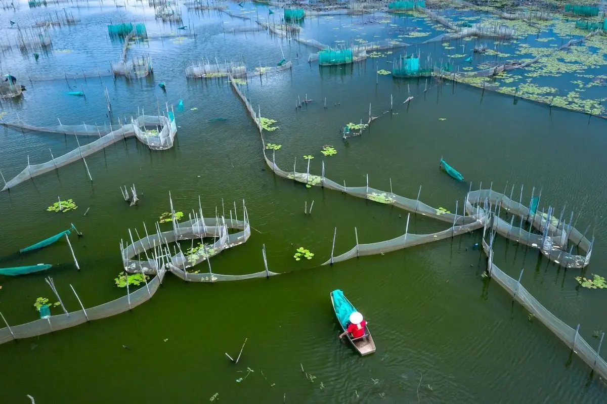 Aerial shot of a fish farm with a person in a boat navigating through nets on a tranquil lake.