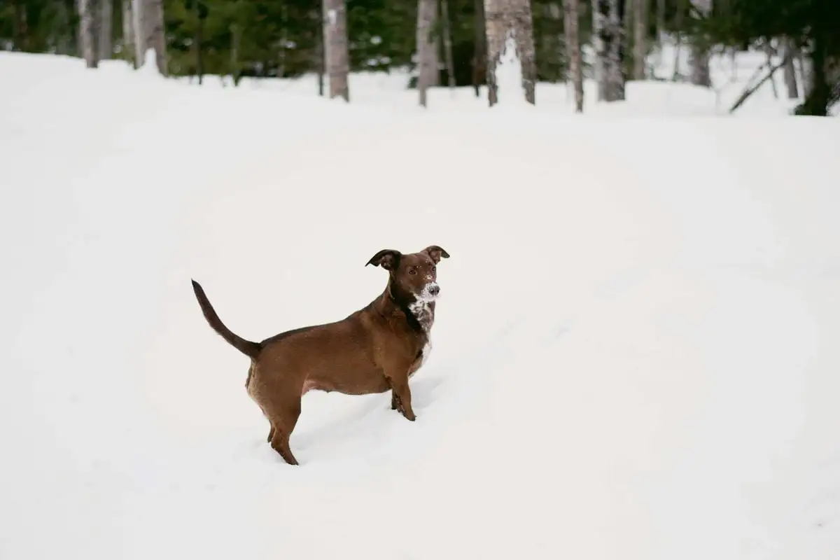 A brown dog plays in the snow in a tranquil winter forest setting.