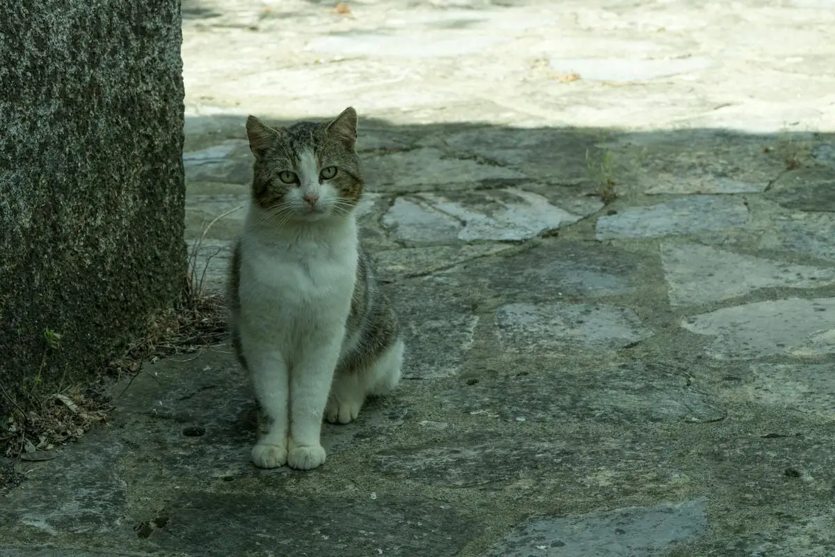 A grey and white cat sits attentively on a stone pavement, capturing a moment of intrigue.