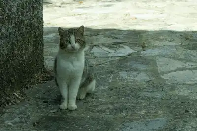 Keçiden sonra kedi sorunu!