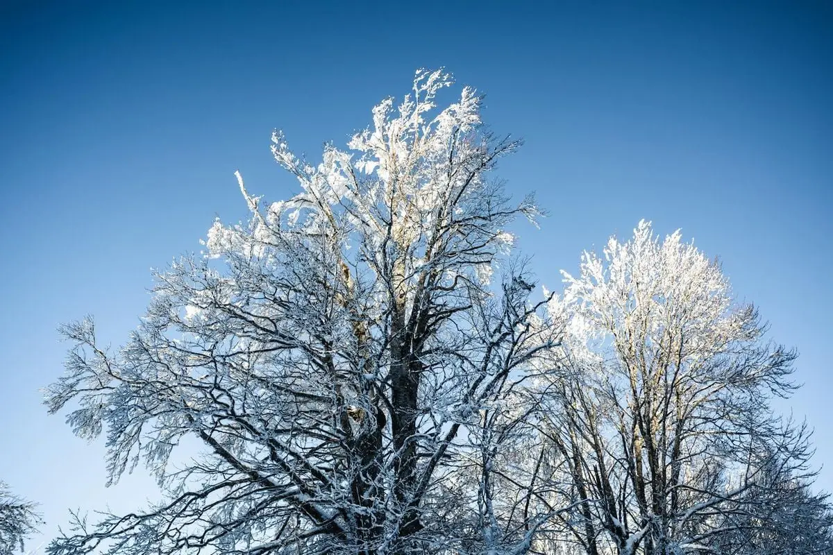 Snow-covered trees under a clear blue sky in Sapanca, Turkey.