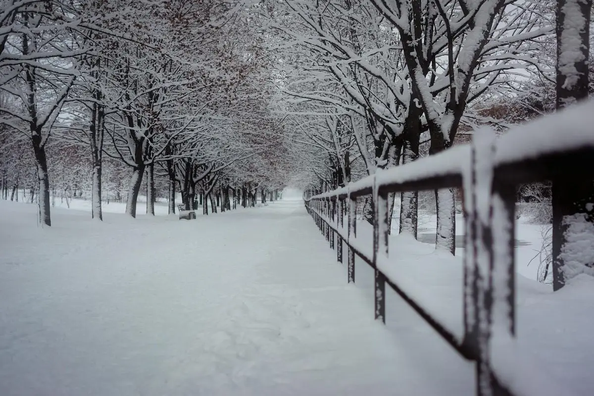 Serene snow-covered path lined with trees in Minsk during winter.