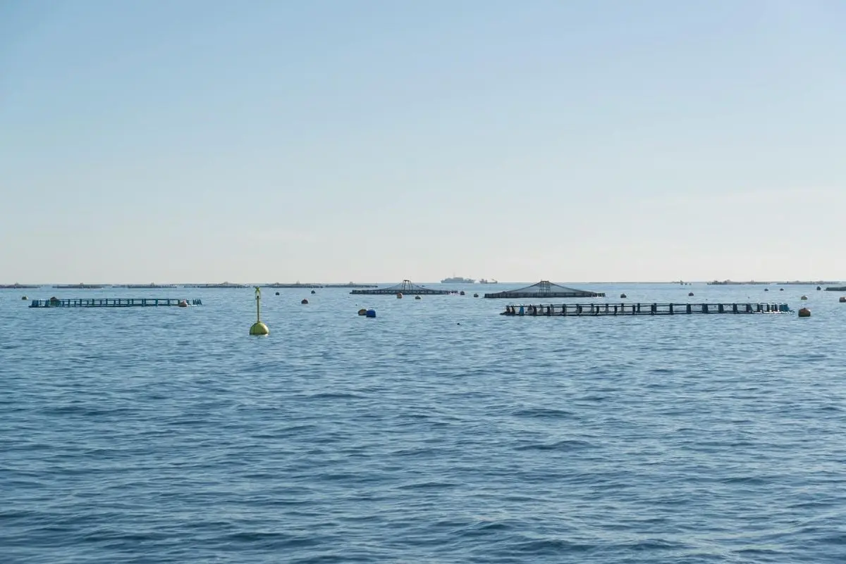 Aerial view of fish cages in the ocean under clear blue skies, illustrating aquaculture practices.