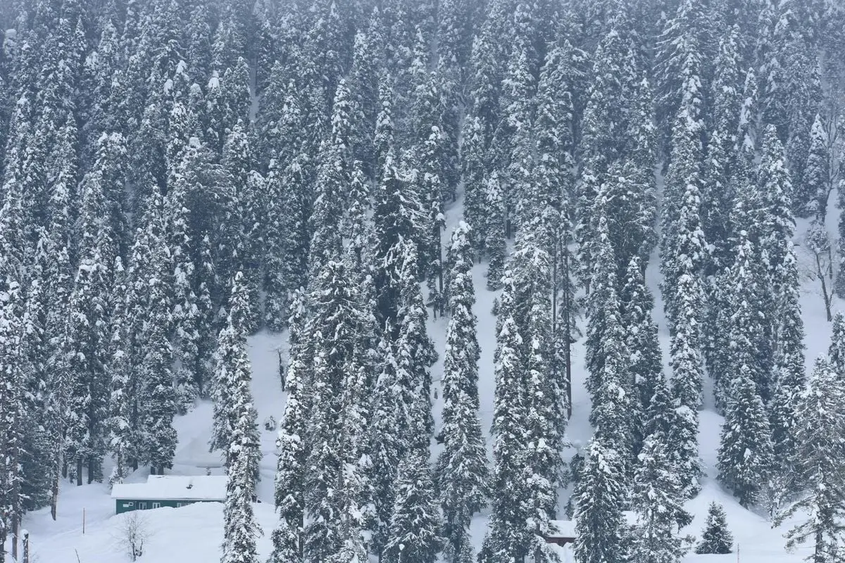 A scenic view of snow-covered pine trees in a serene winter forest landscape.