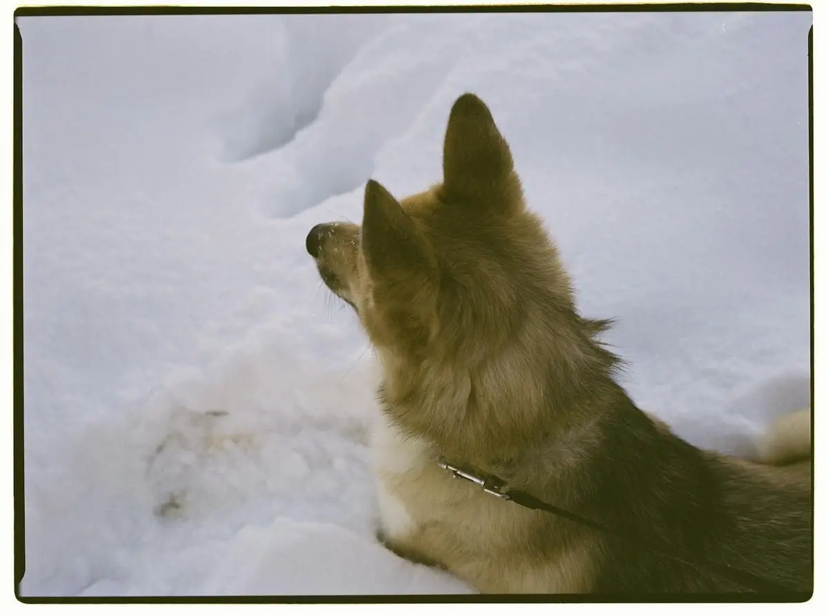 A Siberian dog enjoys a snowy winter day outdoors in Moscow, Russia, captured from above.