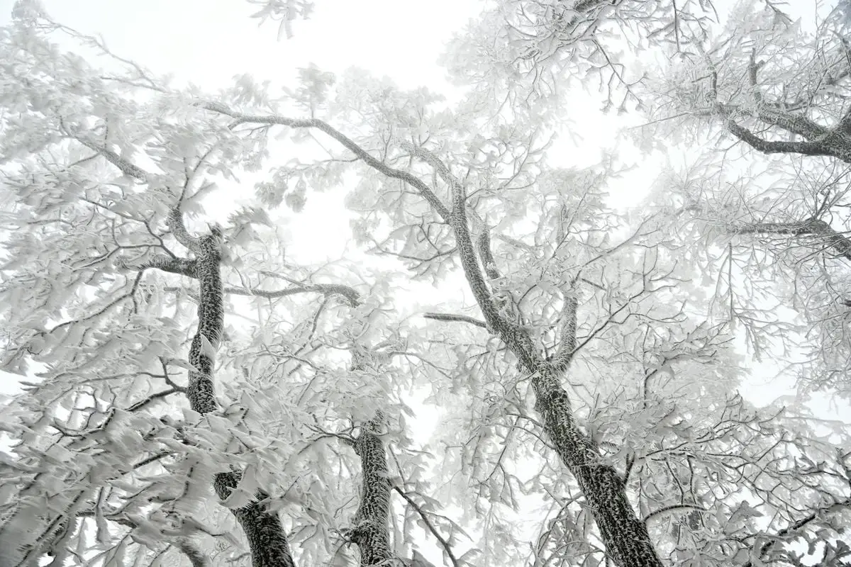 Low-angle view of snow-covered tree branches forming a winter canopy.