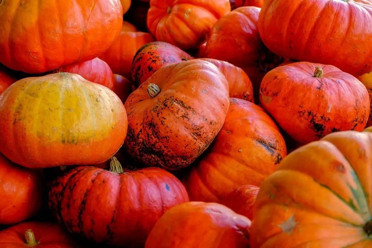 Bright orange pumpkins piled outdoors, perfect for fall holidays like Halloween and Thanksgiving.