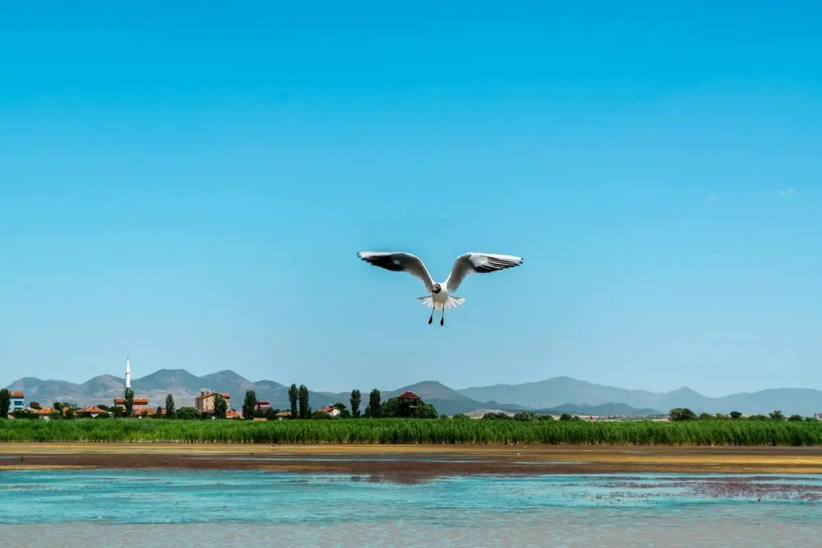 A seagull gracefully flying above a picturesque landscape in Türkiye, featuring distant mountains and a clear blue sky.