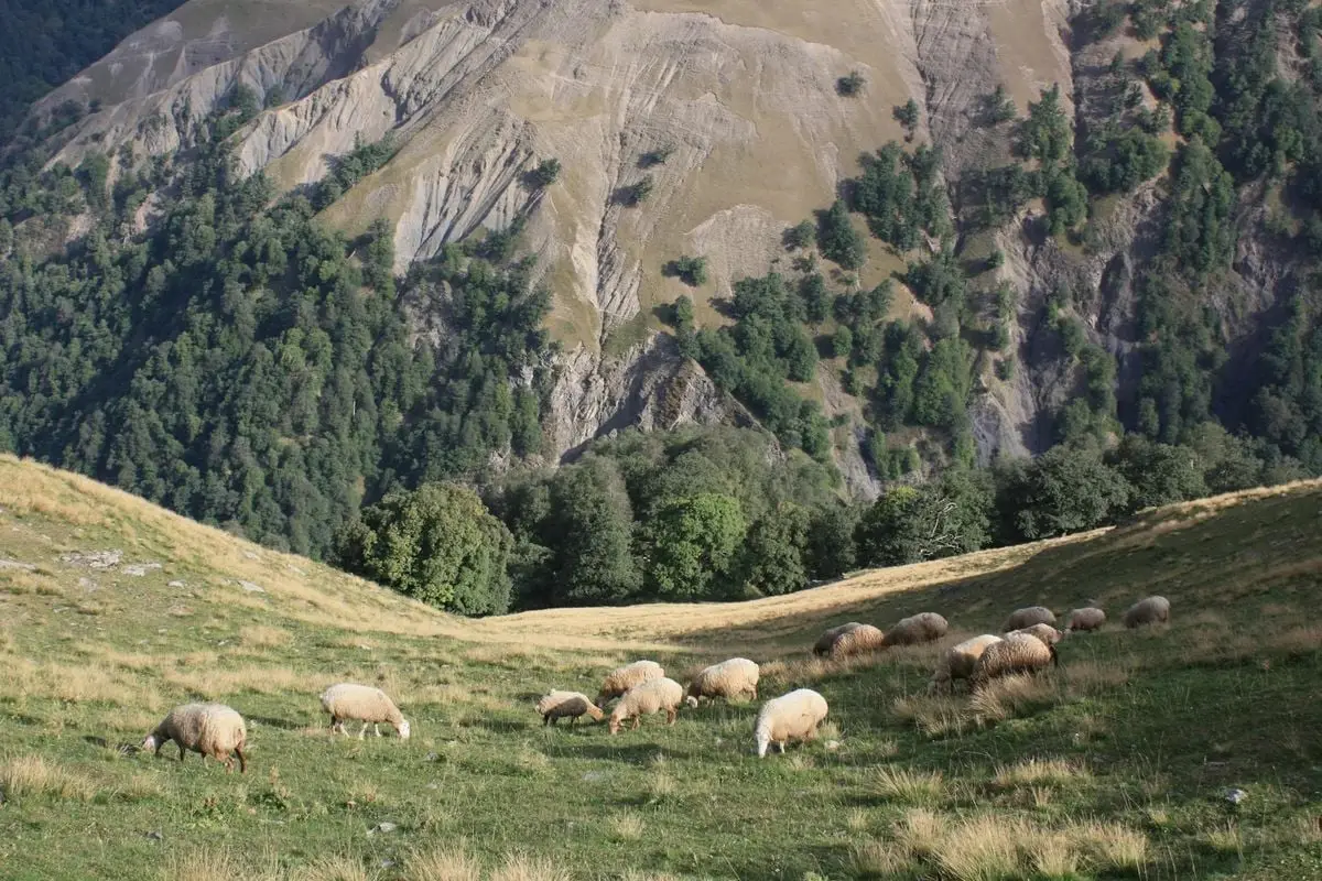 Flock of sheep grazing in a scenic mountainous valley under a clear blue sky.