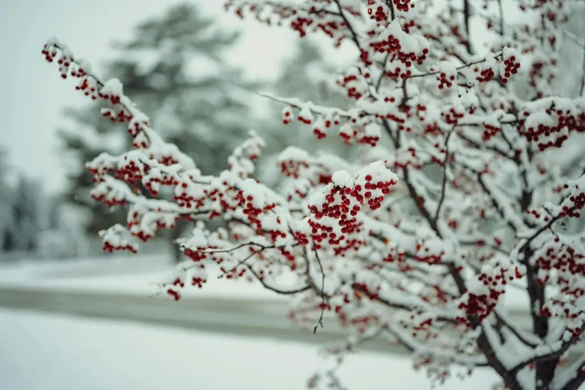Beautiful red berries on a snow-covered branch capturing the essence of winter.