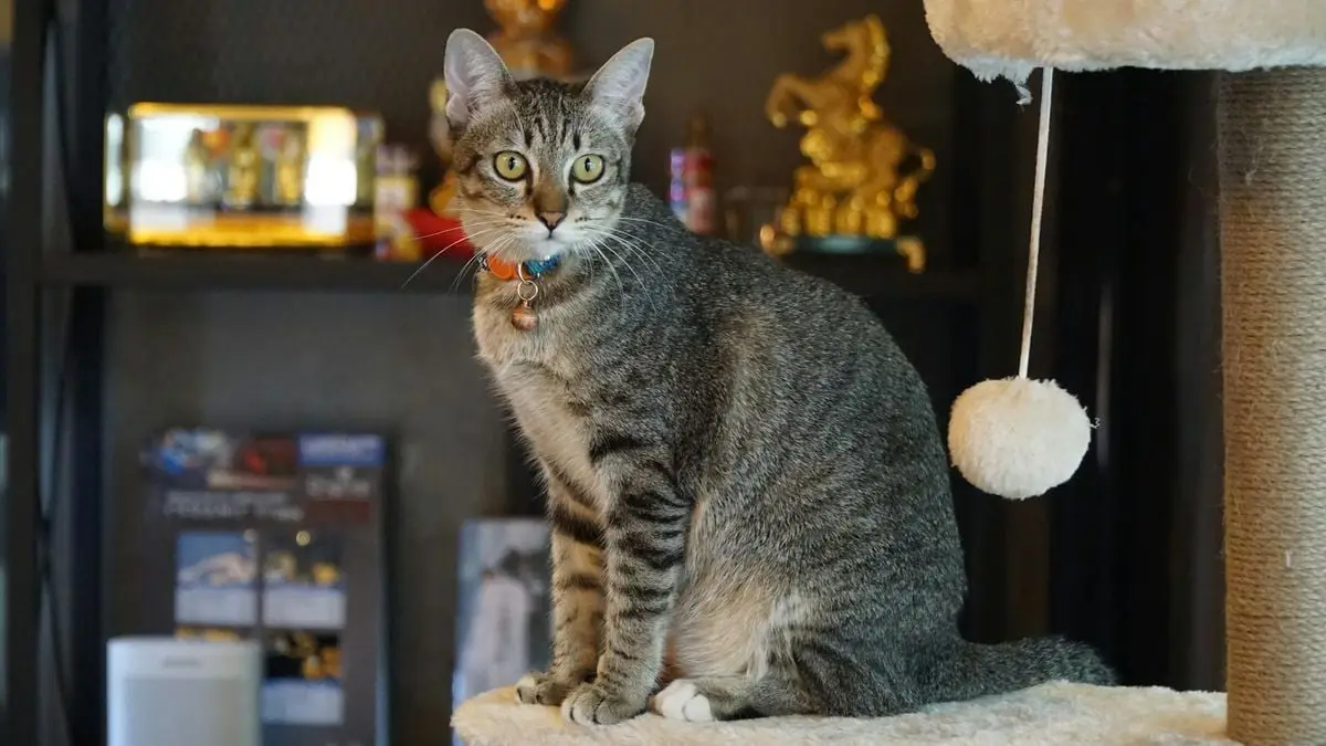 Cute tabby cat with a collar sitting on a perch indoors with decor in the background.