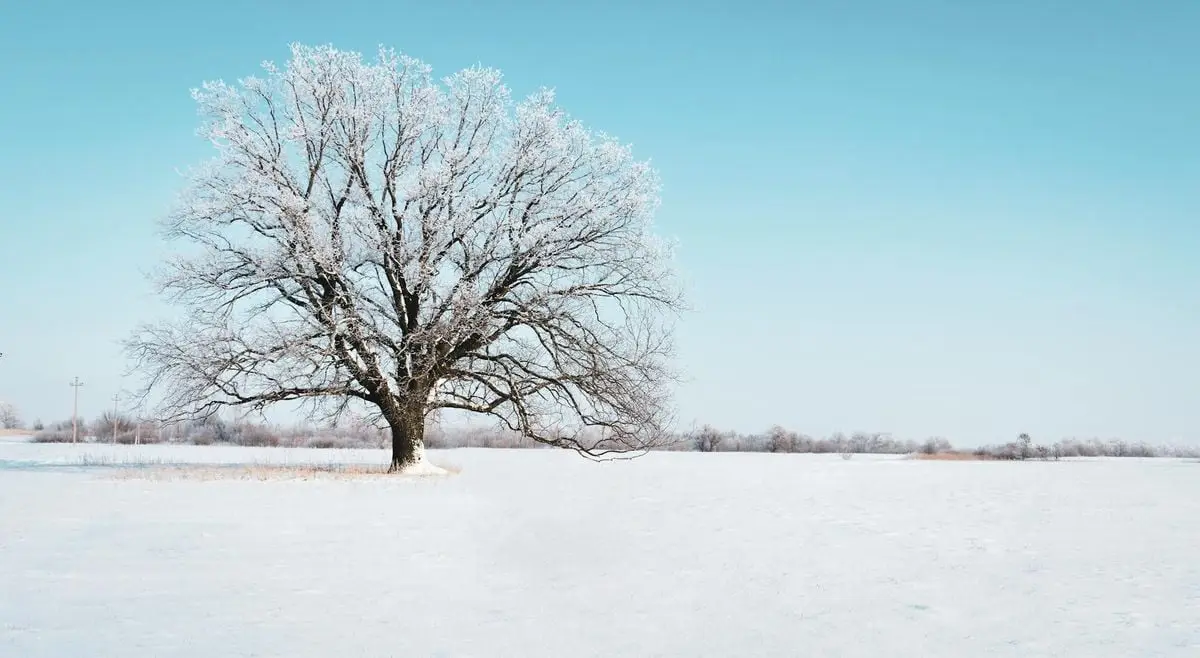 A lone oak tree stands in a snowy field under a clear blue sky, showcasing the beauty of winter.