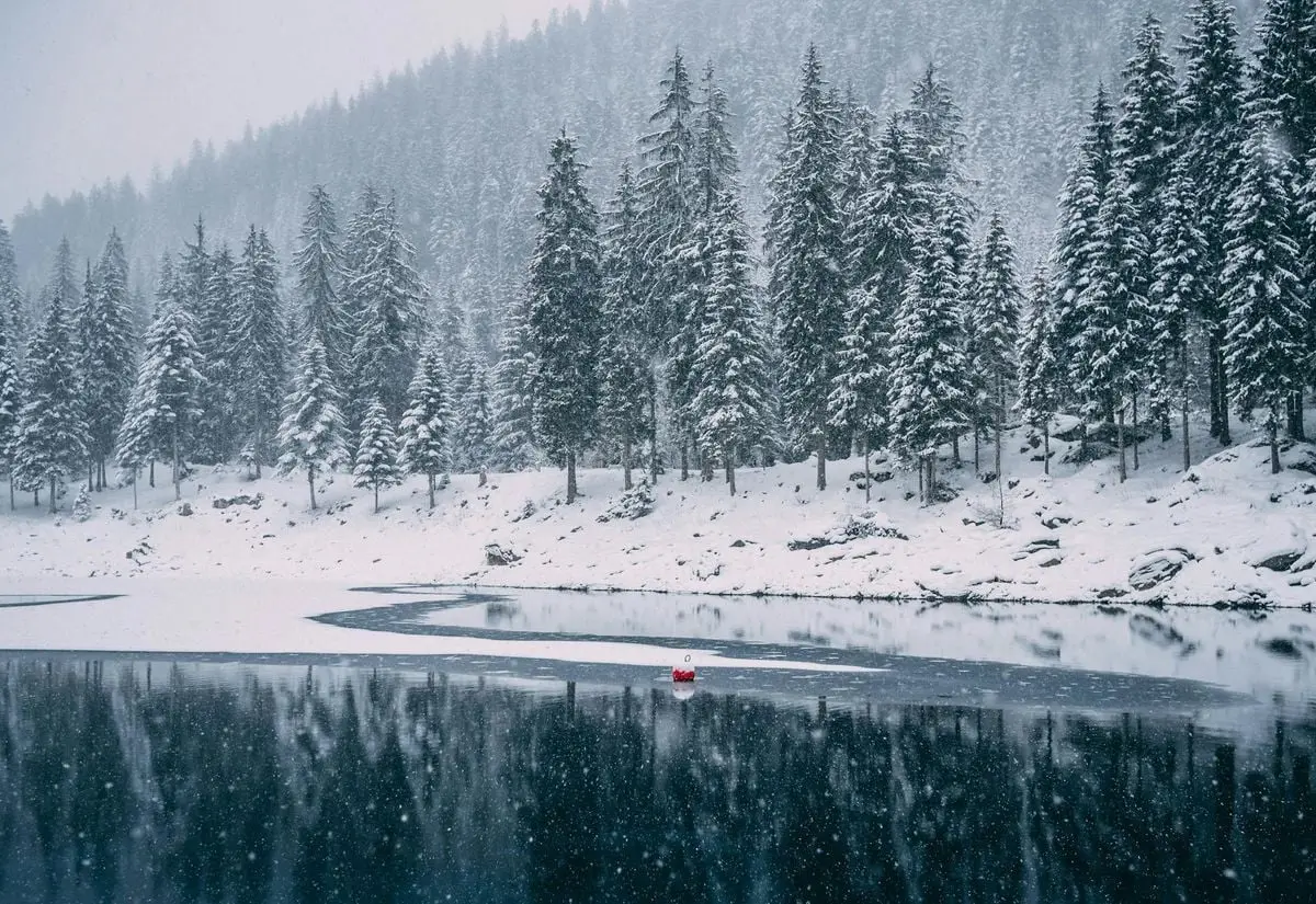 Captivating winter scene with snow-laden trees reflected in a tranquil forest lake.