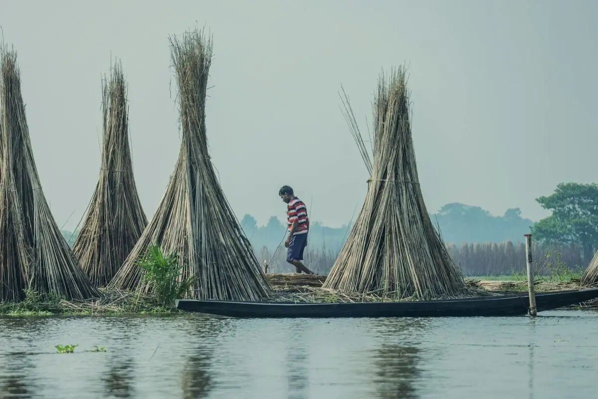 Image of a person on a boat with heaps of harvested reeds by a riverside.