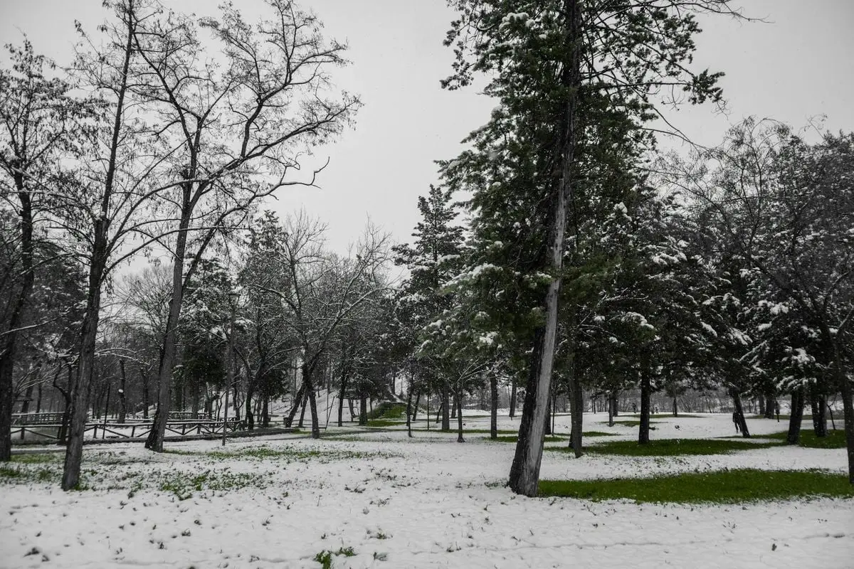 A tranquil winter park scene with snow-covered trees in Greece. Serene and cold.