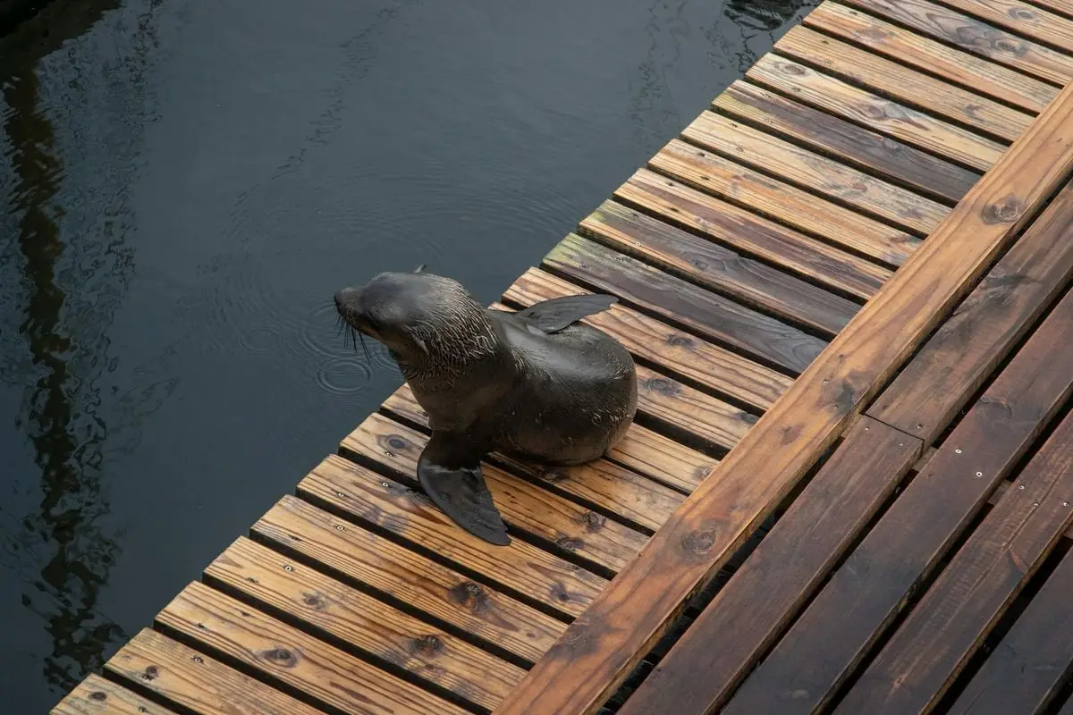 A Cape fur seal rests on a wooden pier beside the ocean in Cape Town, South Africa.