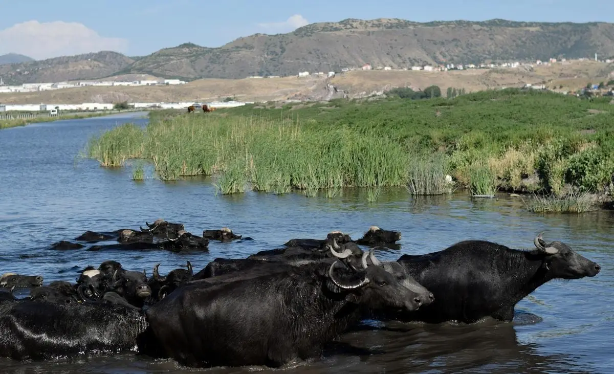 Water buffaloes crossing a river in the rural landscape of Hürmetci, Kayseri, Türkiye.