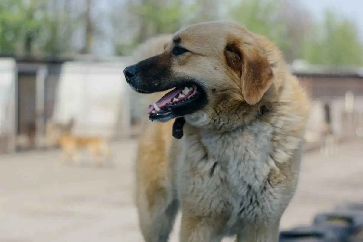 A smiling Anatolian shepherd dog standing outdoors in a sunny setting.