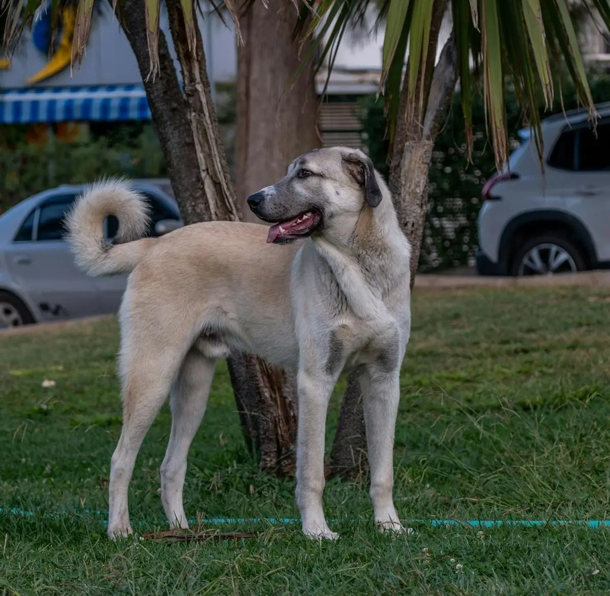 A majestic Anatolian Shepherd dog standing attentively in a garden setting, showcasing its protective nature.