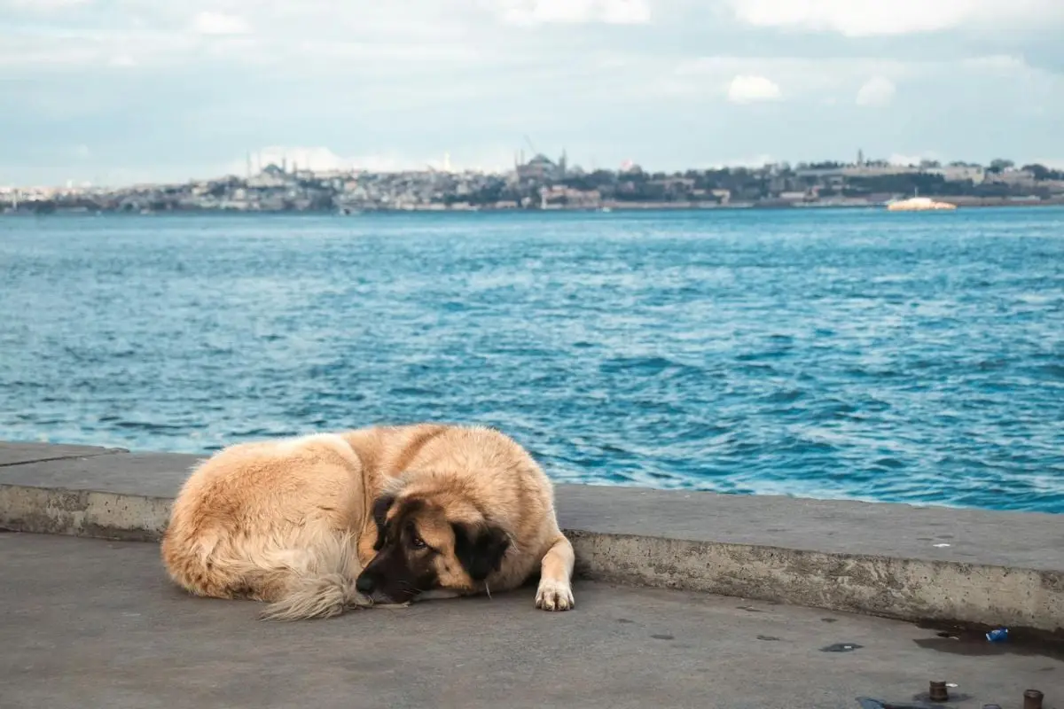 A resting dog by the Bosphorus with Istanbul in the background, serene scene.