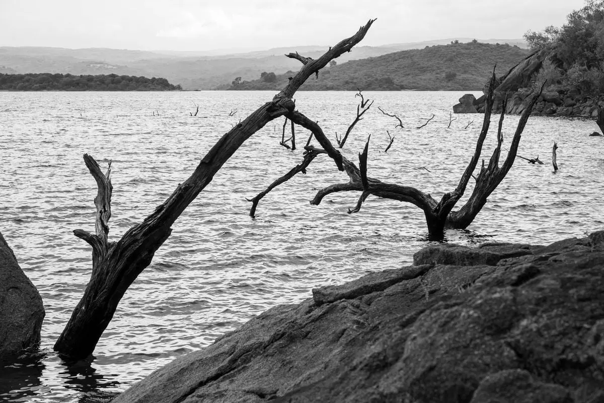 Black and white landscape of a lake in Córdoba, Argentina, with dry trees emerging from the water.
