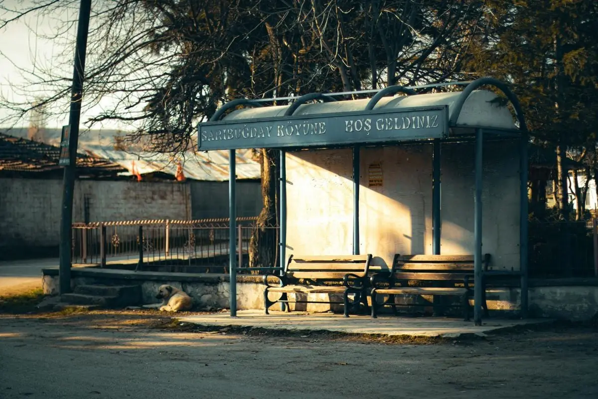A serene village bus stop in Turkey featuring a stray dog lying nearby, surrounded by a peaceful environment.