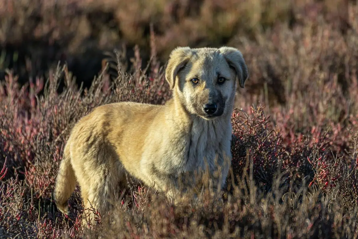 Adorable dog stands in a field in İzmir, Türkiye, capturing a serene countryside moment.