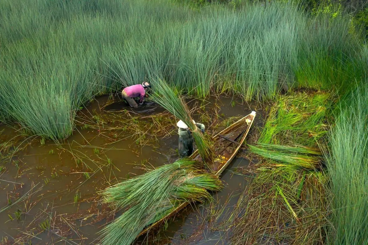 Two farmers working in a marshland, harvesting tall green reeds. Aerial perspective.