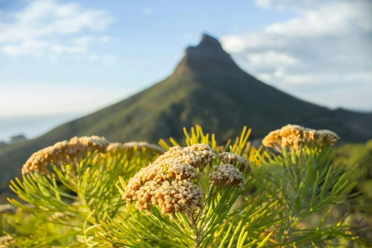 Blooming flowers with Lion's Head mountain in the background, Cape Town, South Africa.