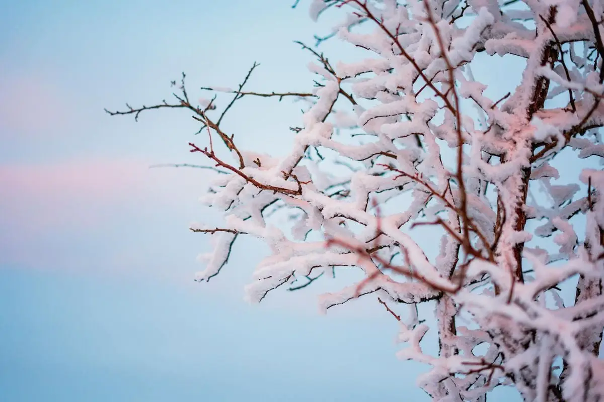 Beautiful snow-laden tree branches in Toshkent Viloyati, capturing winter's magic.