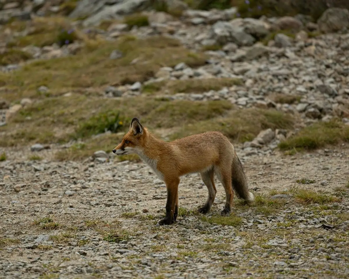 Side view of a red fox standing in a rocky, grassy meadow.