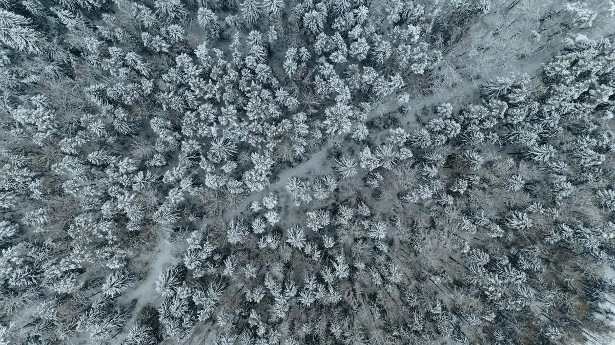 Captivating aerial shot of a winter forest in Belarus, showcasing snow-laden trees from above.