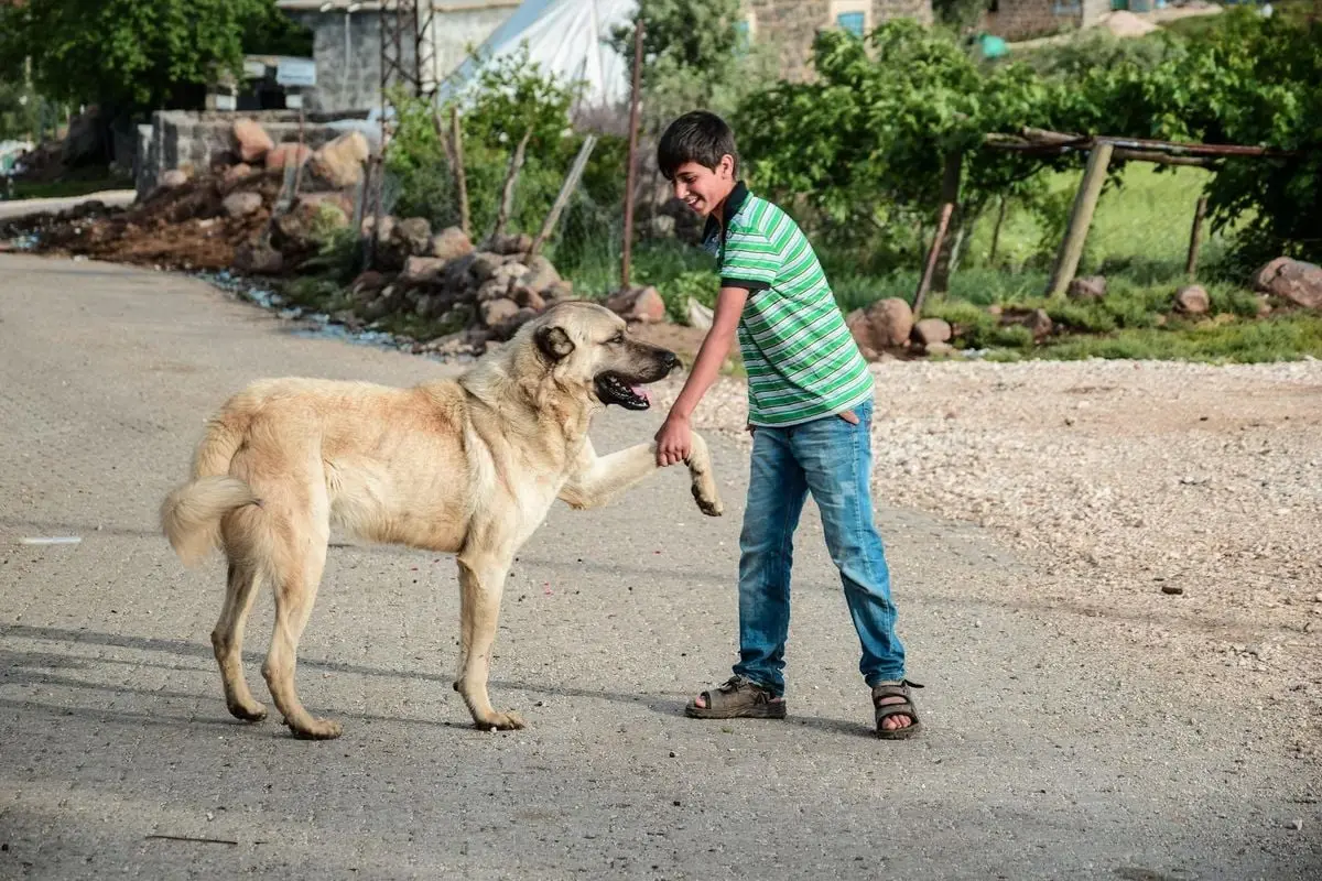 A joyful interaction between a boy and a dog in Diyarbakır.
