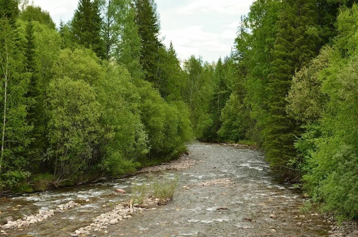 Serene river flowing through a lush green forest showcasing natural beauty and tranquility.