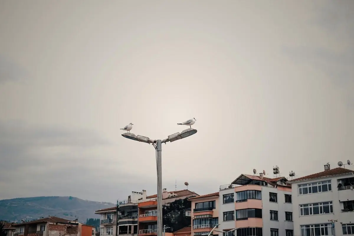 Seagulls resting on a street lamp against a backdrop of Karamürsel buildings.