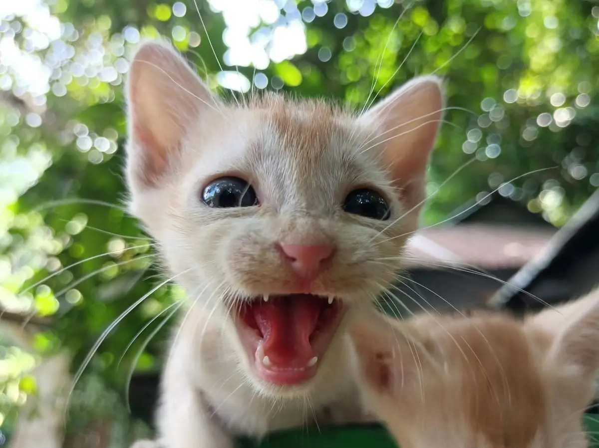 Close-up of a cute ginger kitten outdoors in Cumilla, Bangladesh, expressing curiosity.