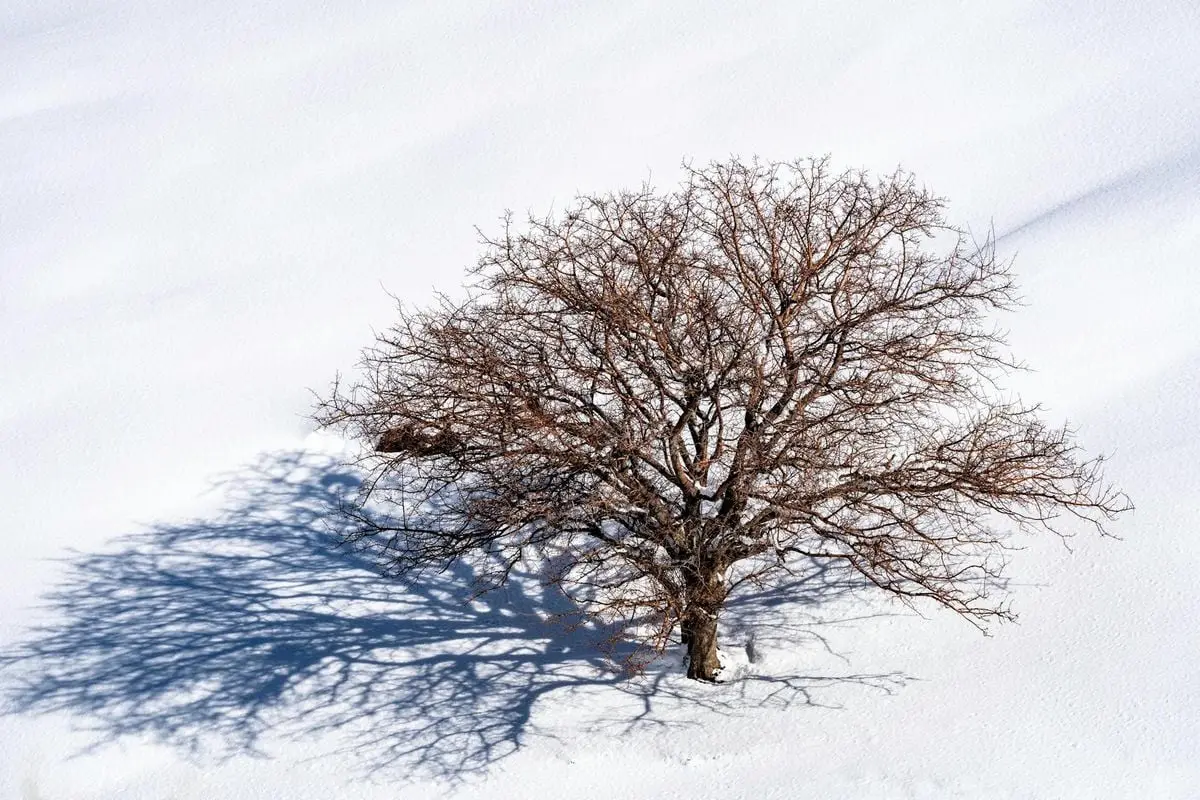 A lone tree casts a stark shadow on a snow-covered landscape in Van, Türkiye.