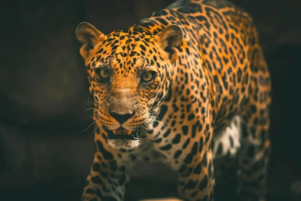 A striking leopard prowling gracefully, showcasing its natural beauty and strength in wildlife habitat.