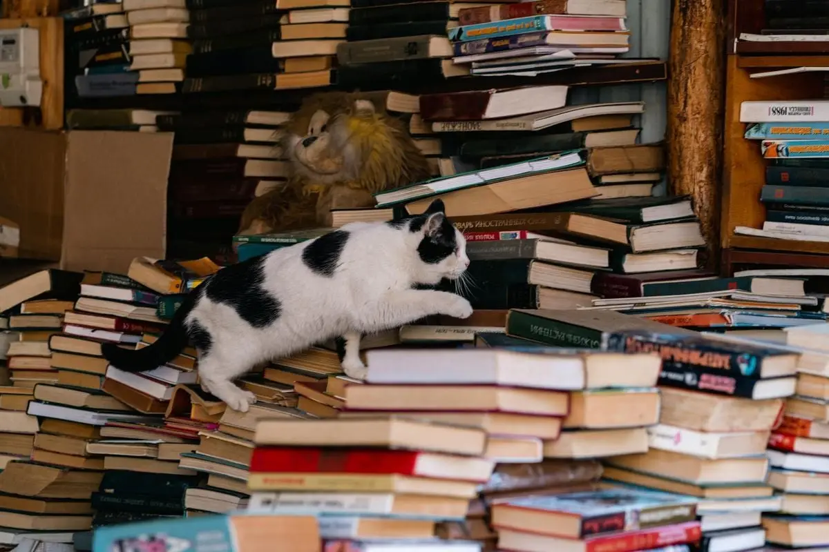 A curious black and white cat climbs stacks of books inside a cozy bookstore, conveying a sense of adventure.