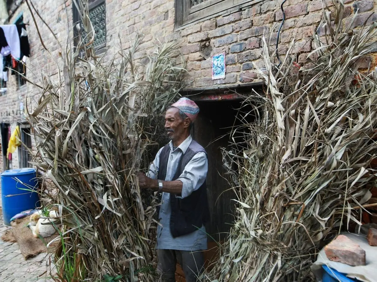 An elderly farmer organizes dried corn stalks outside a rustic brick building in a rural setting.