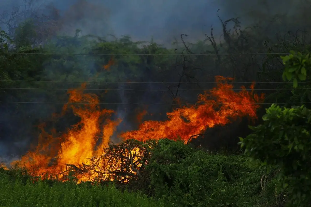Intense wildfire with flames and smoke consuming forest vegetation.