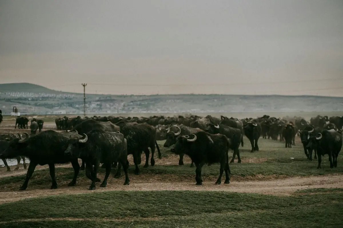 A large herd of water buffalo grazing on a rural landscape in Kayseri, Türkiye.
