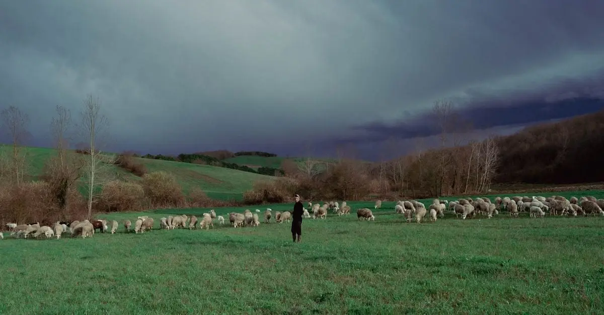 A serene pastoral scene with a shepherdess tending her flock in the lush fields of Türkiye.