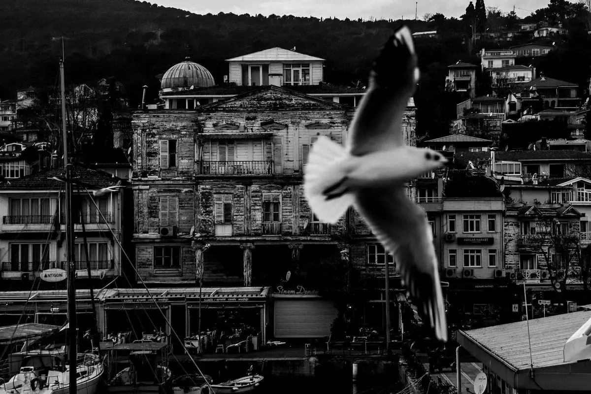 A dove flies over an urban cityscape in monochrome, showcasing architectural details.