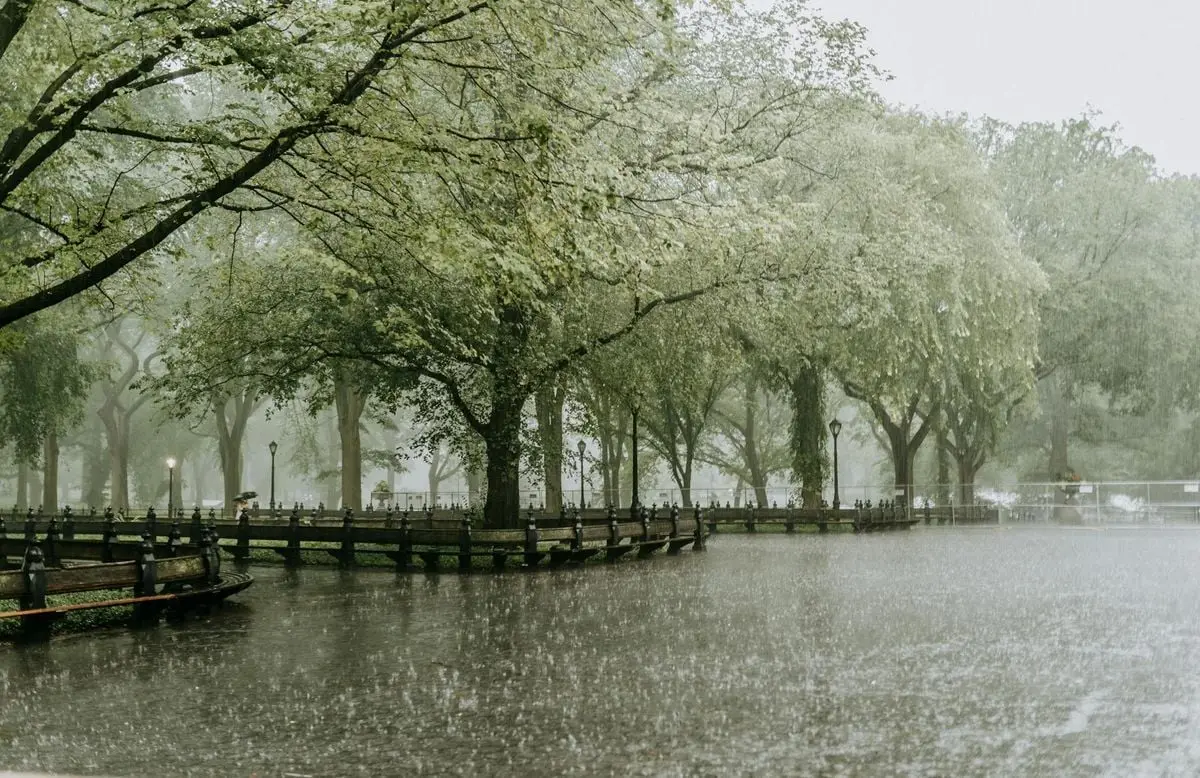 Serene park scene with lush greenery and benches under the rain, evoking a tranquil atmosphere.