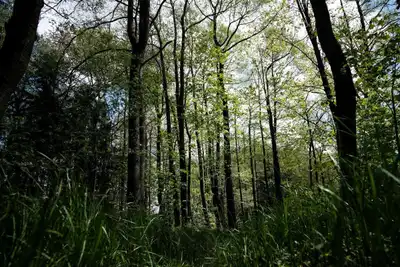 Serene forest scene with tall trees and lush greenery in springtime, captured in Germany.
