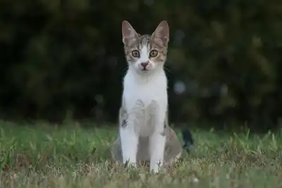 Close-up of a cute domestic cat with white and brown fur sitting outdoors on grass.