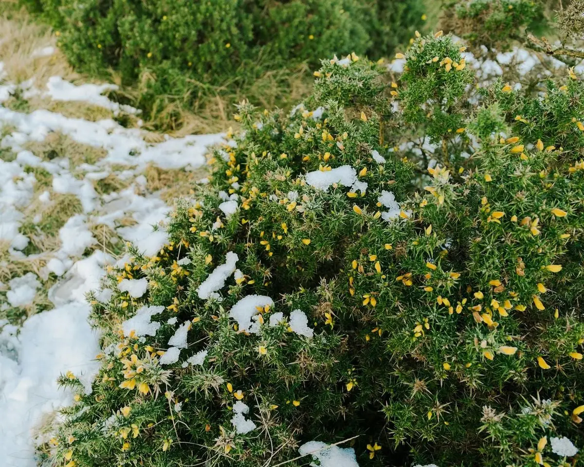 Snowy landscape with green bushes and yellow flowers in winter setting.