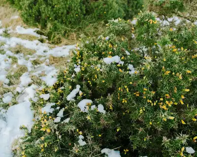 Snowy landscape with green bushes and yellow flowers in winter setting.
